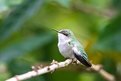 Vervain Hummingbird